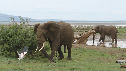 Image showing two Elephants and bird in Africa