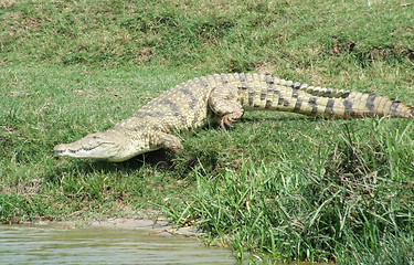 Image showing Nile crocodile running to the water