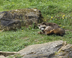 Image showing Ferret and Racoon