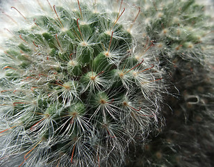 Image showing cactus closeup