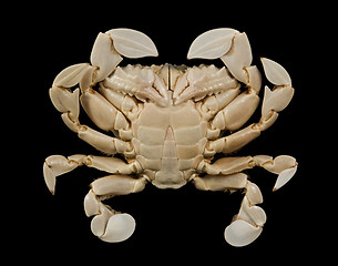 Image showing underside of a moon crab