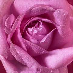 Image showing wet pink rose flower closeup