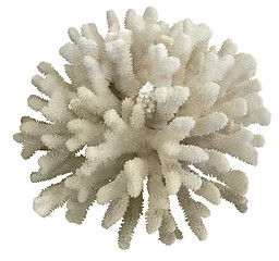 Image showing coral