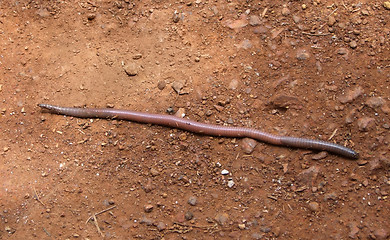 Image showing earth worm on the ground