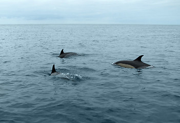 Image showing swimming dolphins