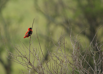 Image showing Red Bishop in blurry back