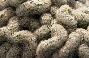 Image showing cactus closeup