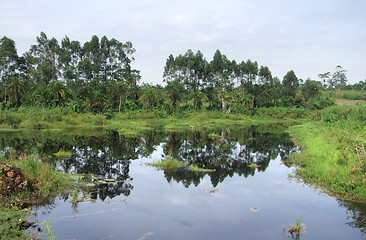 Image showing waterside scenery near Rwenzori Mountains in Uganda