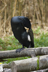 Image showing Great Cormorant