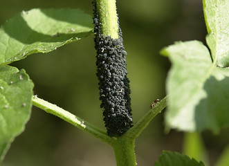 Image showing plant louses on a stalk