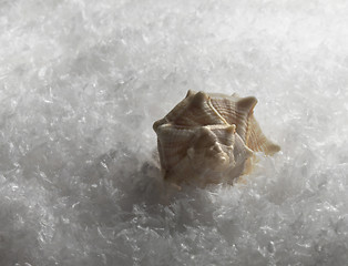 Image showing seashell in the snow