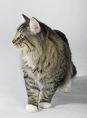 Image showing tabby Norwegian Forest cat