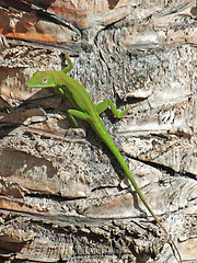 Image showing green lizard