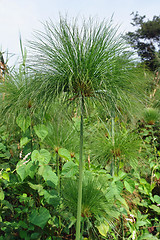 Image showing papyrus plant in Uganda