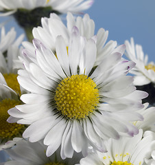 Image showing daisy closeup