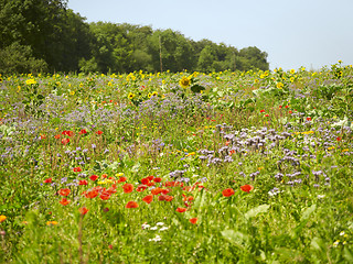 Image showing flowering meadow