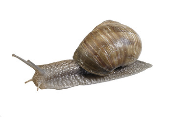 Image showing backside of a grapevine snail