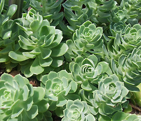 Image showing succulent plant detail