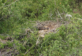 Image showing nest of the African Sea Eagle