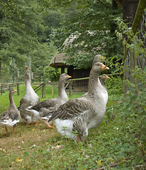 Image showing rural idyllic scenery showing some geese