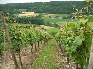 Image showing Kochertal and vineyards