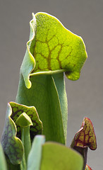 Image showing carnivorous plant detail