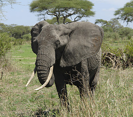 Image showing savannah scenery with african Elephant