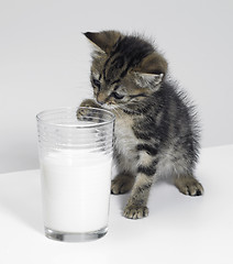 Image showing kitten and a glass of milk