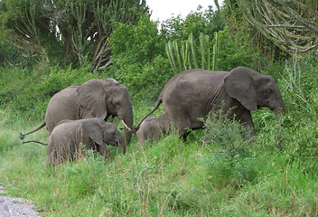 Image showing Elephant family in Africa