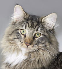 Image showing Norwegian Forest Cat portrait