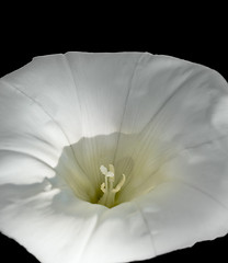 Image showing white bindweed flower in black back