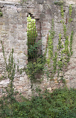 Image showing overgrown wall of the Hochburg Emmendingen