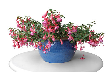 Image showing pink fuchsia in a pot