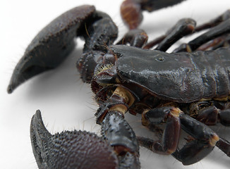 Image showing scorpion detail