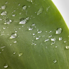 Image showing leaf and drops