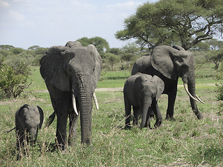 Image showing Elephant familyin Africa