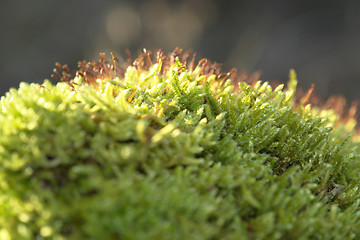 Image showing moss sporangiums macro