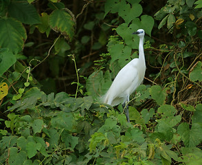 Image showing little Egret in green vegetation