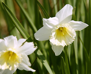 Image showing daffodil flower in leavy green back