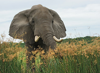 Image showing Elephant in high grass