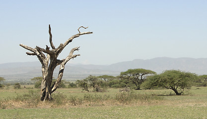 Image showing african savannah scenery in Tarangire