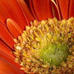 Image showing gerbera flower closeup