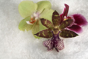 Image showing three orchid flowers in the snow