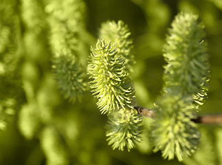 Image showing green blossoms at spring time