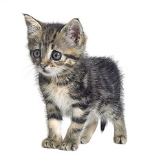 Image showing askance kitten