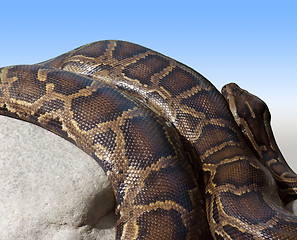 Image showing Python detail on a stone