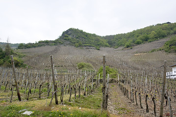 Image showing vineyard in the Vulkan Eifel
