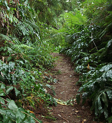 Image showing jungle footpath