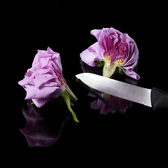 Image showing halved rose and knife