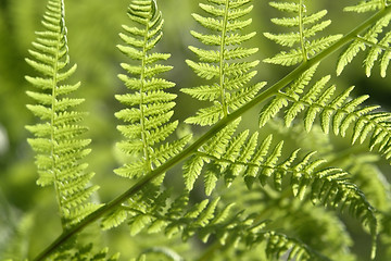 Image showing fresh green fern leaf
